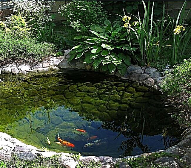 Pond in the country: varieties and do-it-yourself technology