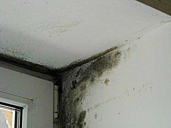 Fungus and mold primer