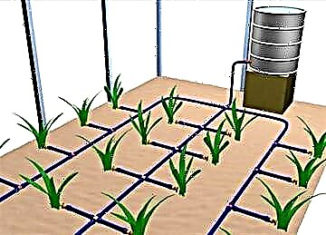 Anordnung der automatischen Bewässerung in einem Gewächshaus: Systemtypen und deren Installation werden selbst durchgeführt