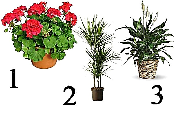 Rating of the best plants and flowers for the bedroom