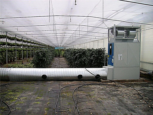 Ways to heat the greenhouse, or How to get a non-stop crop year-round