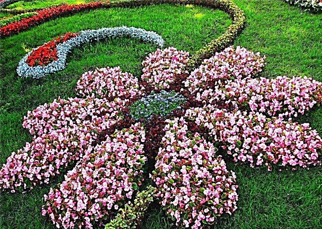 صنع حديقة زهور في البلد بيديك - أفكار للصور ونصائح فريدة
