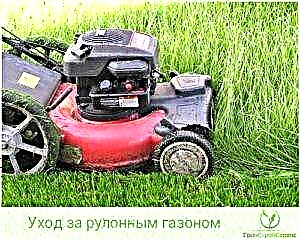 Lawn care: spring, summer, autumn, winter