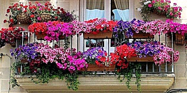 الزهور على الشرفة